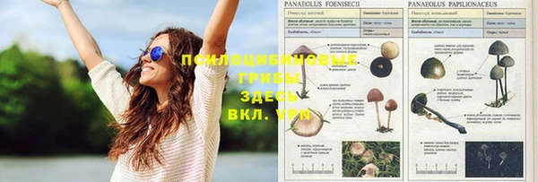 хмурый Алзамай